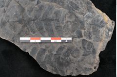 Foto (Detailansicht) von Alethopteris whitbyensis (NHMW-GEO-2024-0188-10483)